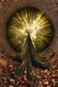 Uno sguardo verso la Foresta Dorata