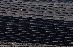 Lavoratore in un vigneto vulcanico
