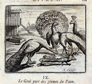 La ghiandaia si adorna di piume di pavone. Favole di Jean de La Fontaine. Illustrazione di François Chauveau. Edizione del 1728. da Francois Chauveau