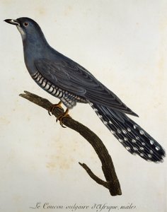Cuculo africano (Cuculus gularis) da Histoire Naturelle des Oiseaux d