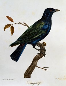 Storno lucido dal ventre nero (Lamprotornis corruscus), incisione da Histoire Naturelle des Oiseaux d