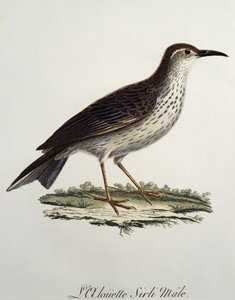 Maschio di Cape Longbill (Certhilauda curvirostris), incisione da Histoire Naturelle des Oiseaux d