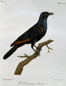 Femmina di Storno dalle ali rosse (Onychognathus morio), incisione da Histoire Naturelle des Oiseaux d