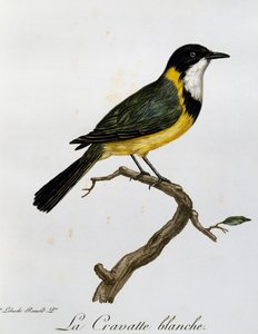 Fischiatore dorato (Pachycephala pectoralis), incisione da Histoire Naturelle des Oiseaux d