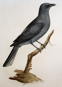Cuculo grigio (Coracina caesia) da Histoire Naturelle des Oiseaux d