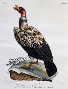 Avvoltoio reale (Sarcoramphus papa), incisione da Histoire Naturelle des Oiseaux d
