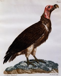 Avvoltoio faccia di lappone (Torgos tracheliotos), incisione da Histoire Naturelle des Oiseaux d