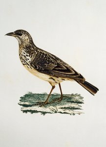 Allodola dal becco grosso (Galerida magnirostris), incisione da Histoire Naturelle des Oiseaux d