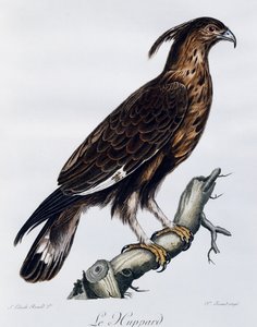 Aquila crestata (Lophaetus occipitalis), incisione da Histoire Naturelle des Oiseaux d
