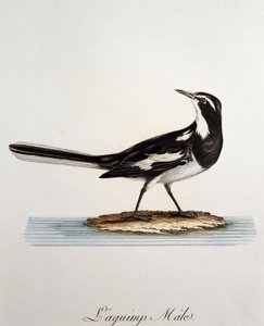 Ballerina africana maschio (Motacilla aguimp), incisione da Histoire Naturelle des Oiseaux d