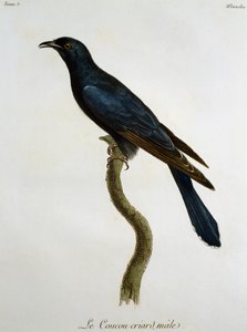 Maschio di Cuculo nero (Cuculus clamosus), incisione da Histoire Naturelle des Oiseaux d
