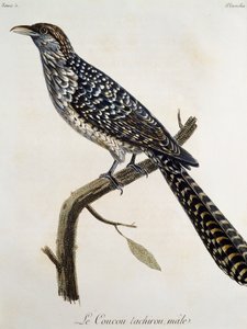 Maschio di Coucou tachirou, incisione da Histoire Naturelle des Oiseaux d