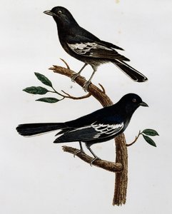 Maschio e femmina di Cincia nera (Parus niger) da Histoire Naturelle des Oiseaux d