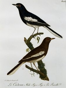 Maschio e femmina di Pettirosso orientale (Copsychus saularis), incisione da Histoire Naturelle des Oiseaux d