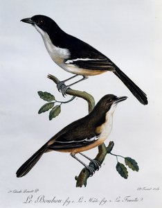 Maschio e femmina di Boubou meridionale (Laniarius ferrugineus), incisione da Histoire Naturelle des Oiseaux d