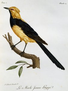 Merlo Giallo Huppe, incisione da Histoire Naturelle des Oiseaux d