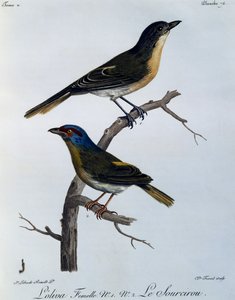 Shrike olivastro (Telophorus olivaceus), incisione da Histoire Naturelle des Oiseaux d