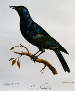Storno dalle ali pallide (Onychognathus nabouroup) da Histoire Naturelle des Oiseaux d