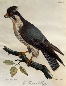 Falco pellegrino (Falco peregrinus), incisione da Histoire Naturelle des Oiseaux d