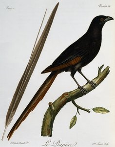 Piapiac (Ptilostomus afer), incisione da Histoire Naturelle des Oiseaux d