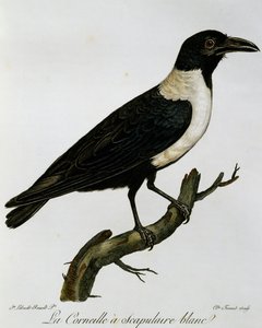 Corvo bianco e nero (Corvus albus), incisione da Histoire Naturelle des Oiseaux d