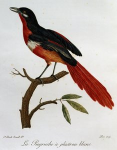 Piegriche plastron blanc (Lanius mystacus), incisione da Histoire Naturelle des Oiseaux d