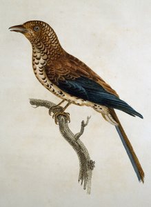 Allodola dal cappuccio rosso (Calandrella cinerea), incisione da Histoire Naturelle des Oiseaux d