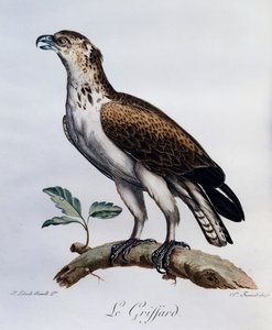 Aquila serpente a dita corte (Circaetus gallicus), incisione da Histoire Naturelle des Oiseaux d