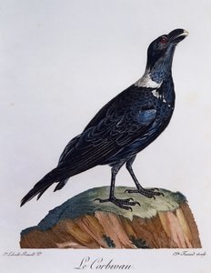 Corvo dal collo bianco (Corvus albicollis), incisione da Histoire Naturelle des Oiseaux d