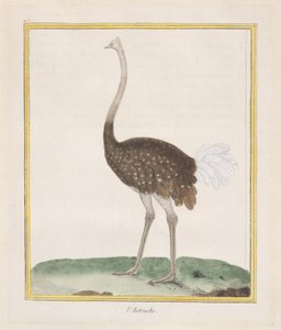 Struzzo da Francois Nicolas Martinet