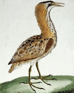 Butor da Francois Nicolas Martinet
