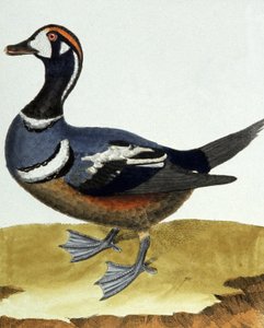 Anatra dal collare