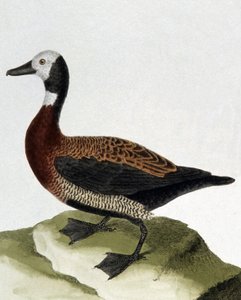 Anatra di Maragnan