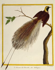 Paradisaea maggiore (Paradisaea apoda) da Histoire naturelle des oiseaux da Francois Nicolas Martinet