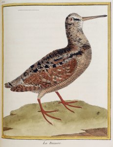 La becasse, planche 885 de zoologie tirée de 