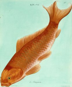 Le Sanguin da Francois Nicolas Martinet