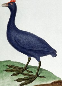 Madagascar da Francois Nicolas Martinet