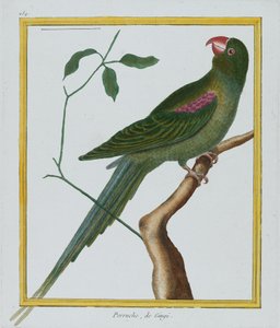 Perruche, de Gingi, c.1770-86 da Francois Nicolas Martinet