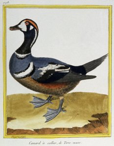 Zoologia. Anatra di Terranova. Incisione di François Nicolas Martinet in 