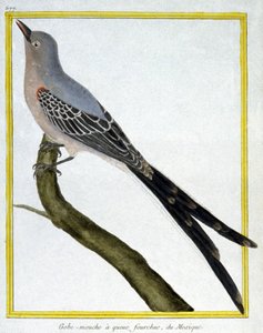 Scienza. Zoologia. Pigliamosche del Messico. Incisione di François Nicolas Martinet in: Histoire naturelle des oiseaux, di Georges Louis Leclerc de Buffon, Francia, c.1777 da Francois Nicolas Martinet