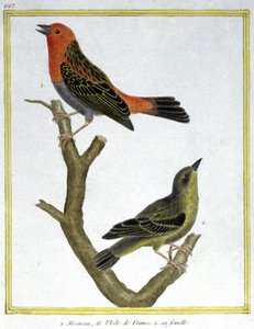 Scienza. Zoologia. Passero domestico dell