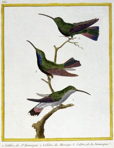 Scienza. Zoologia. Colibrì di Santo Domingo, Messico e Giamaica. Incisione di François Nicolas Martinet in: Histoire naturelle des oiseaux, di Georges Louis Leclerc de Buffon, Francia, c.1777 da Francois Nicolas Martinet