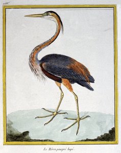 Scienza. Zoologia. Airone rosso. Incisione di François Nicolas Martinet in: Histoire naturelle des oiseaux, di Georges Louis Leclerc de Buffon, Francia, c.1777
