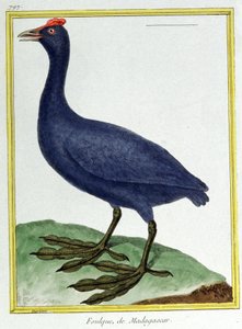 Scienza. Zoologia. Fistione crestato (del Madagascar). Incisione di François Nicolas Martinet in: Histoire naturelle des oiseaux, di Georges Louis Leclerc de Buffon, Francia, c.1777 (incisione a colori) da Francois Nicolas Martinet