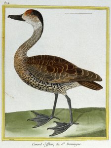 Scienza. Zoologia. Fischione di Santo Domingo. Incisione di François Nicolas Martinet in: Histoire naturelle des oiseaux, di Georges Louis Leclerc de Buffon, Francia, c.1777 da Francois Nicolas Martinet