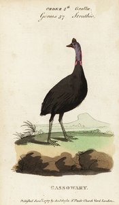 Casuario meridionale, Casuarius casuarius