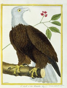 Aquila dalla testa bianca