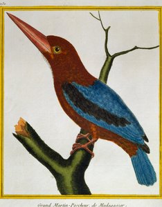Martin pescatore dalla gola bianca, da Histoire naturelle des oiseaux da Francois Nicolas Martinet