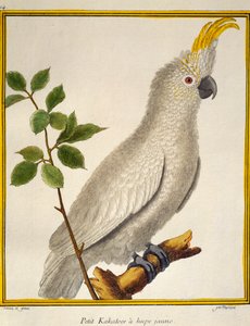 Cacatua dalle creste gialle (Cacatua sulphurea), da Histoire naturelle des oiseaux