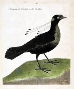 Tavola zoologica (ornitologia): uccello del paradiso a sei reti (paradiso wahnes o wahnesi patoria). Illustrazione in "La storia degli uccelli, dipinti nei loro aspetti apparenti e sensibili" di François Nicolas Martinet (1731-1800). Collezione privata da Francois Nicolas Martinet